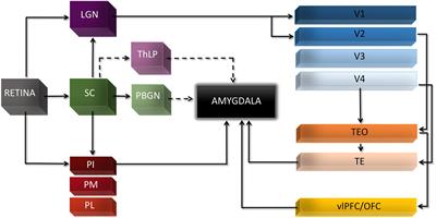 Amygdala Response to Emotional Stimuli without Awareness: Facts and Interpretations